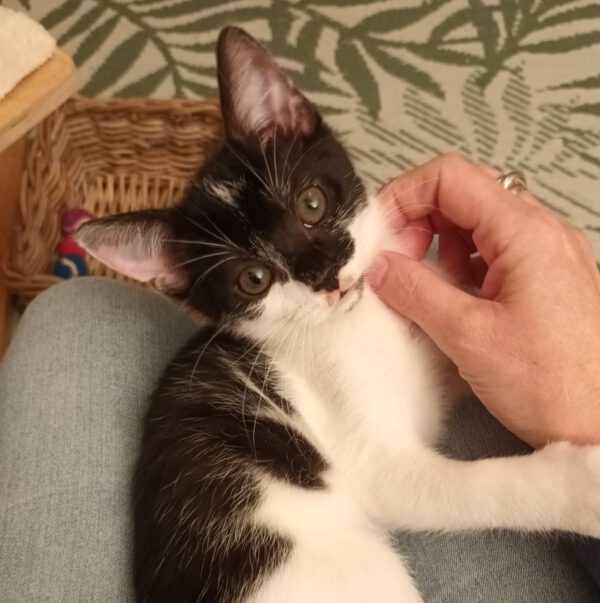 JESS, Kater, 05/2025