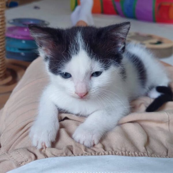 GINNY, Katze, 05/2025 – Bild 2