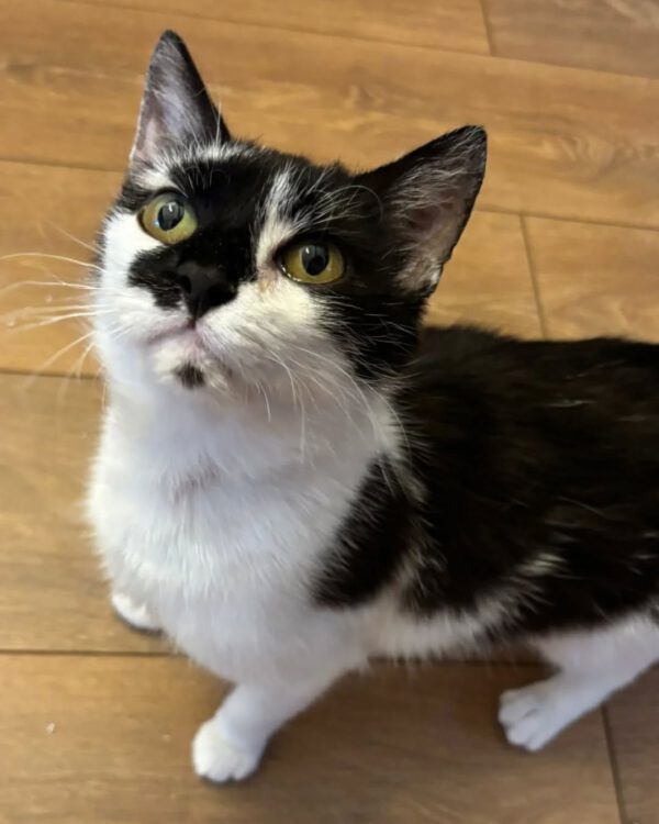 KIRA, Katze, 05/2022 – Bild 2