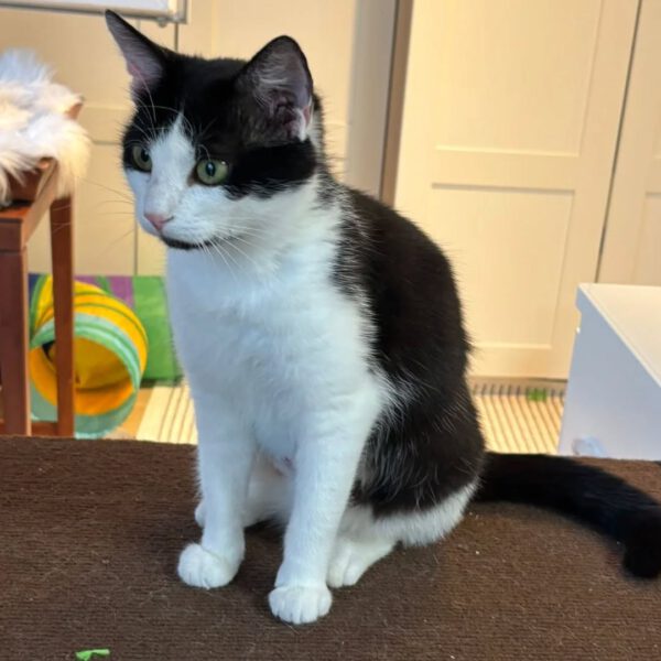 FIONA, Katze, 05/2024 – Bild 2