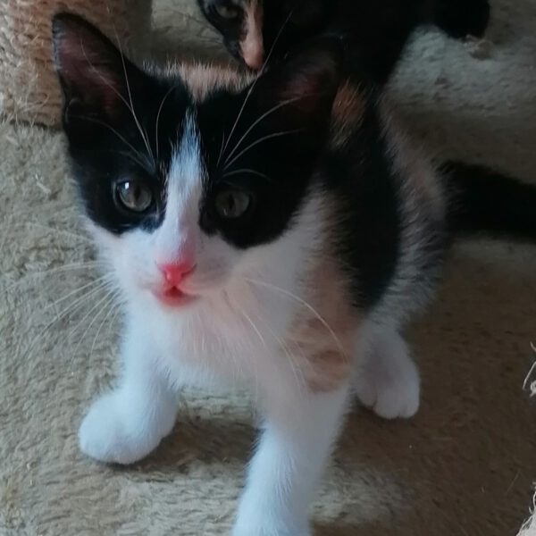 HipHopper, Kater und 3 Katzen 05/2025 – Bild 7
