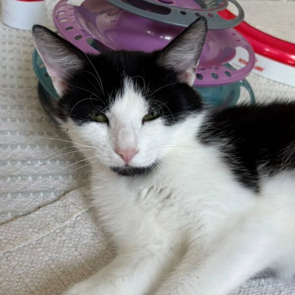 FIONA, Katze, 05/2024 – Bild 6