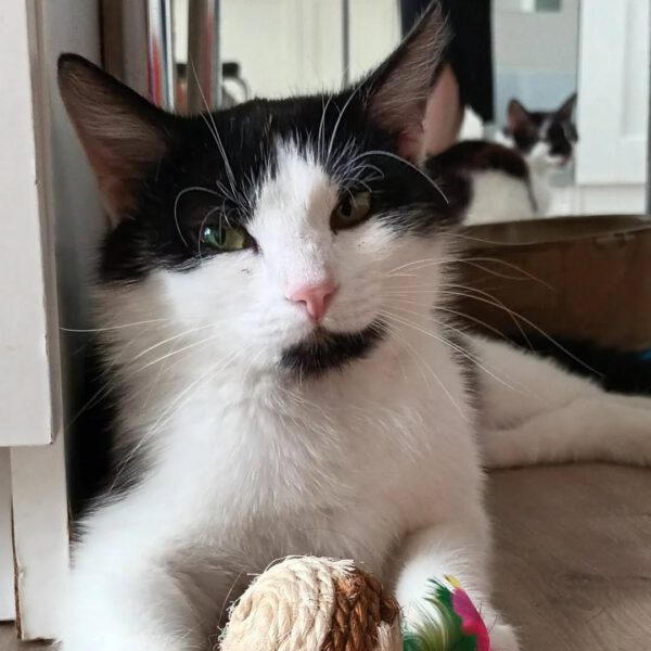FIONA, Katze, 05/2024