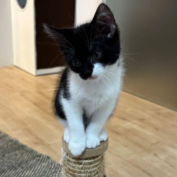 MOLLY, Katze, 05/2025 – Bild 5