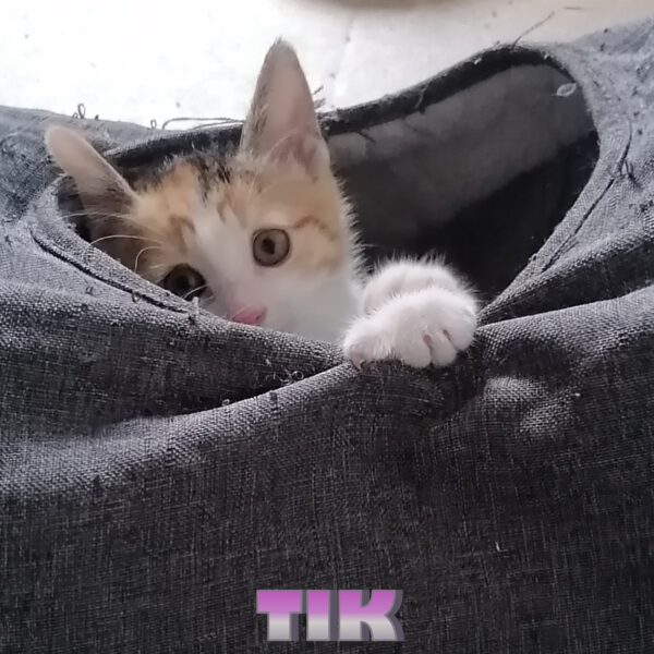 HipHopper, Kater und 3 Katzen 05/2025 – Bild 2