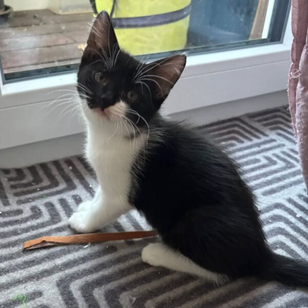 MOLLY, Katze, 05/2025 – Bild 2