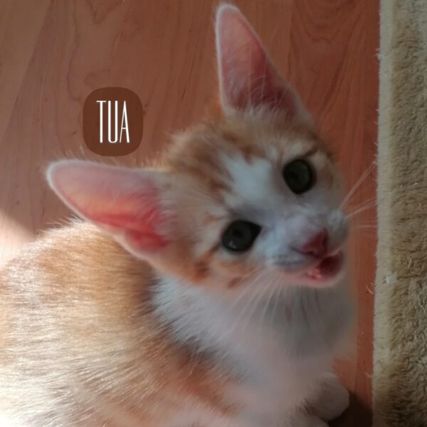 HipHopper, Kater und 3 Katzen 05/2025 – Bild 5