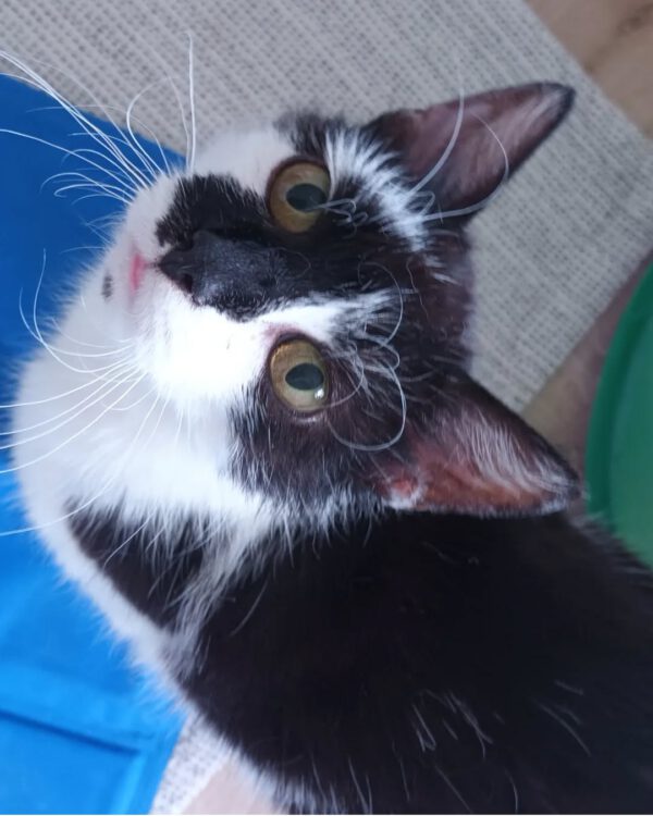 KIRA, Katze, 05/2022 – Bild 6