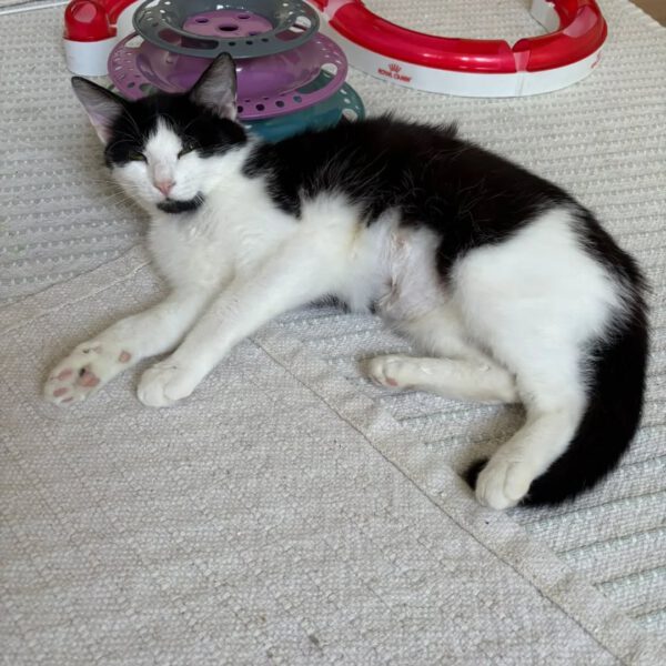 FIONA, Katze, 05/2024 – Bild 3