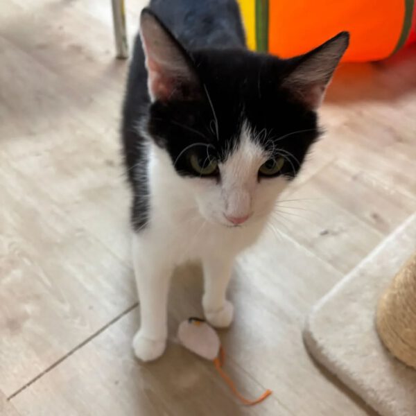 FIONA, Katze, 05/2024 – Bild 4