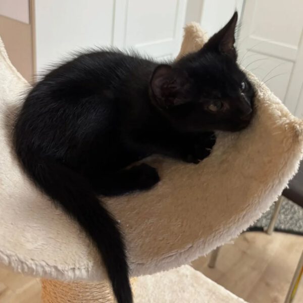 MOONY, Kater, 05/2025 – Bild 2