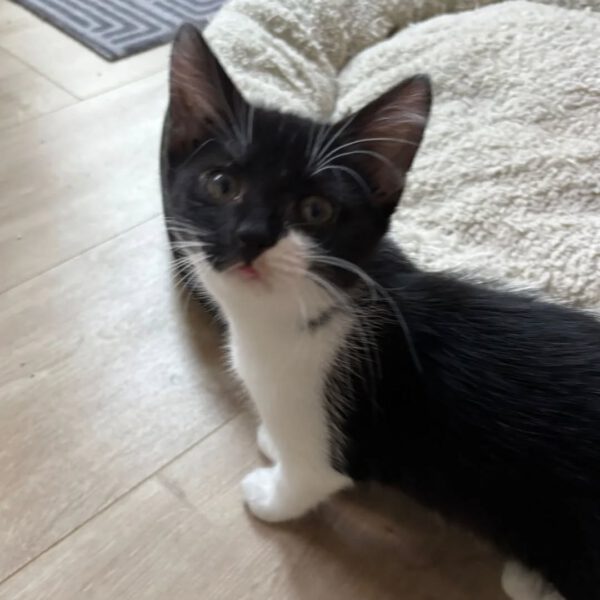 MOLLY, Katze, 05/2025 – Bild 4