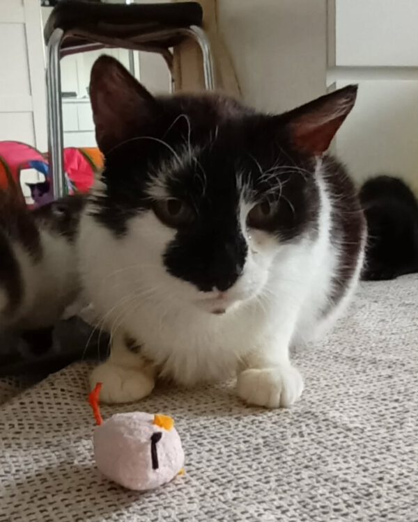 KIRA, Katze, 05/2022 – Bild 4