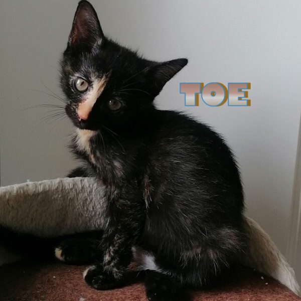 HipHopper, Kater und 3 Katzen 05/2025 – Bild 4