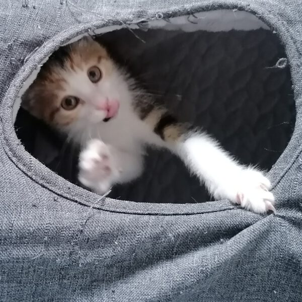 HipHopper, Kater und 3 Katzen 05/2025 – Bild 6