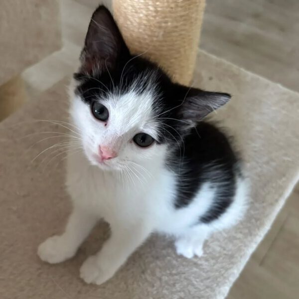 GINNY, Katze, 05/2025