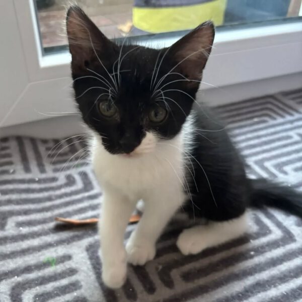 MOLLY, Katze, 05/2025