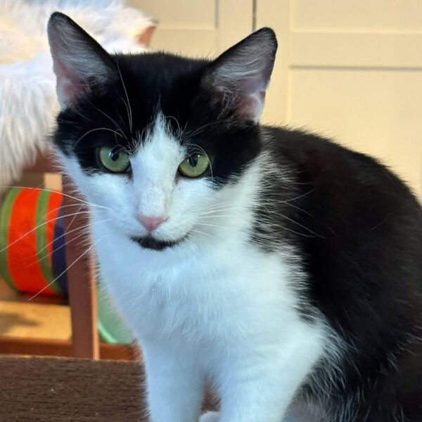 FIONA, Katze, 05/2024 – Bild 5