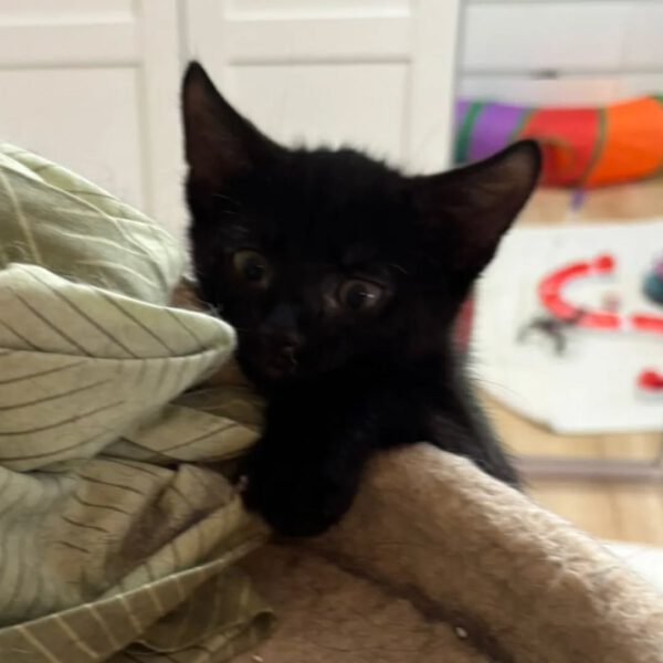 MOONY, Kater, 05/2025 – Bild 3
