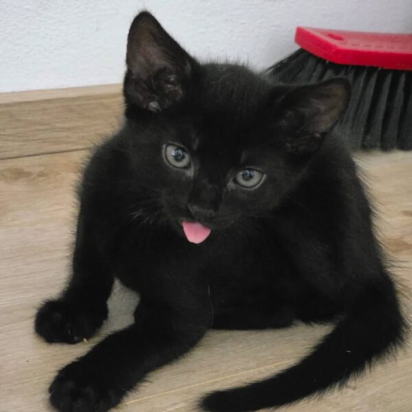 MOONY, Kater, 05/2025 – Bild 5