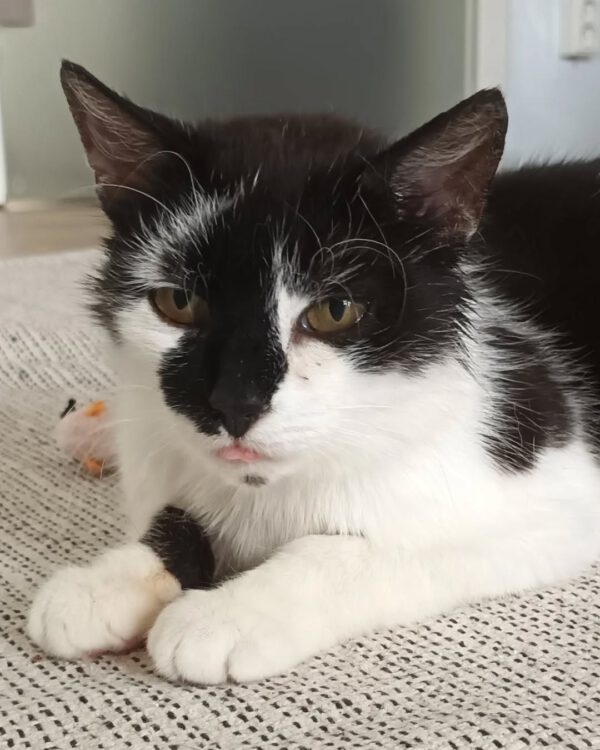 KIRA, Katze, 05/2022