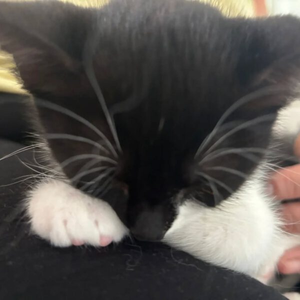 MOLLY, Katze, 05/2025 – Bild 3