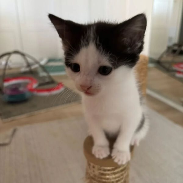 GINNY, Katze, 05/2025 – Bild 3