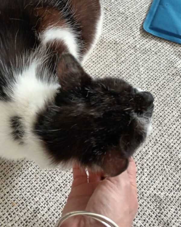 KIRA, Katze, 05/2022 – Bild 5
