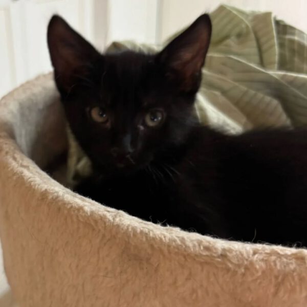 MOONY, Kater, 05/2025 – Bild 7