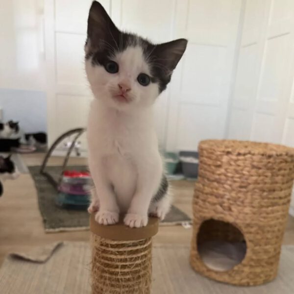 GINNY, Katze, 05/2025 – Bild 5
