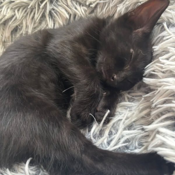 MOONY, Kater, 05/2025 – Bild 4