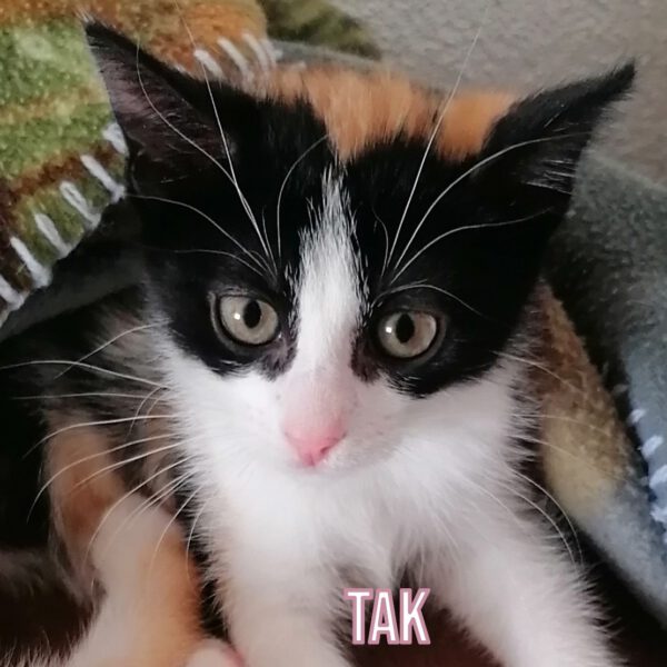 HipHopper, Kater und 3 Katzen 05/2025 – Bild 3