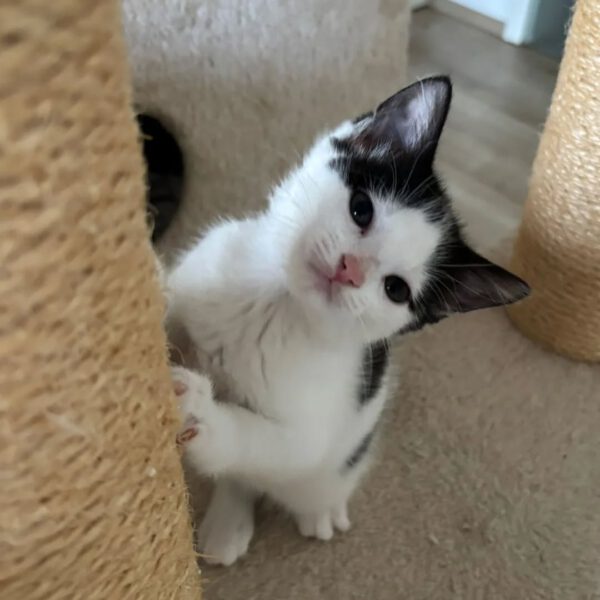 GINNY, Katze, 05/2025 – Bild 4