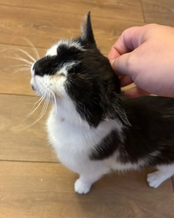 KIRA, Katze, 05/2022 – Bild 3