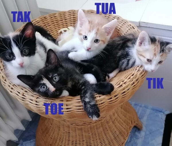 HipHopper, Kater und 3 Katzen 05/2025
