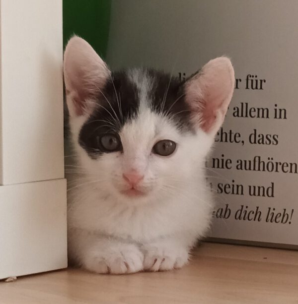 OKAMI, Kater, 06/2025