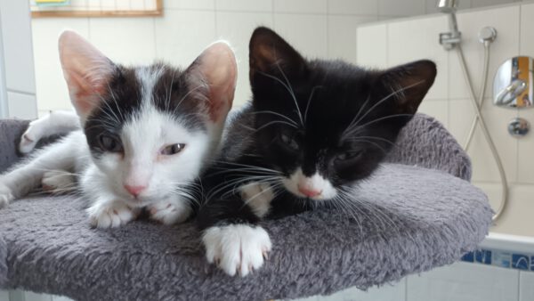 OKAMI, Kater, 06/2025 – Bild 3