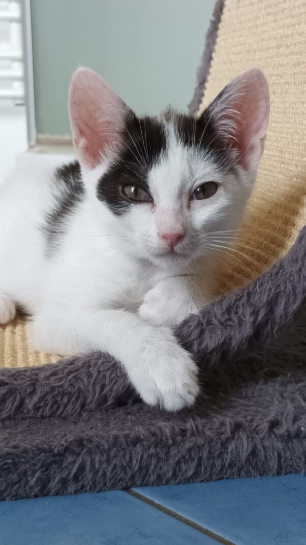 OKAMI, Kater, 06/2025 – Bild 2