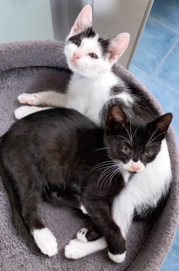 OKAMI, Kater, 06/2025 – Bild 7