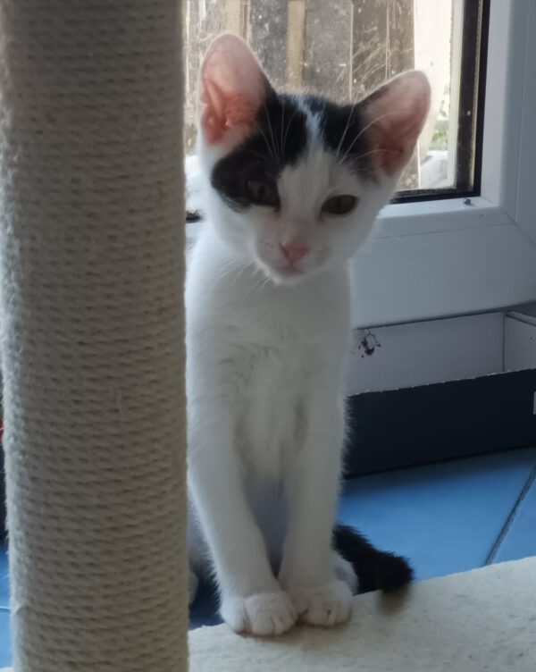 OKAMI, Kater, 06/2025 – Bild 6