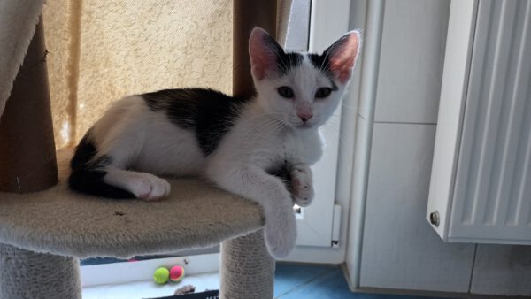 SURIMI, Katze, 06/2025 – Bild 6