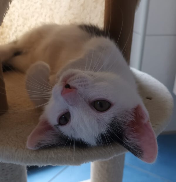 SURIMI, Katze, 06/2025