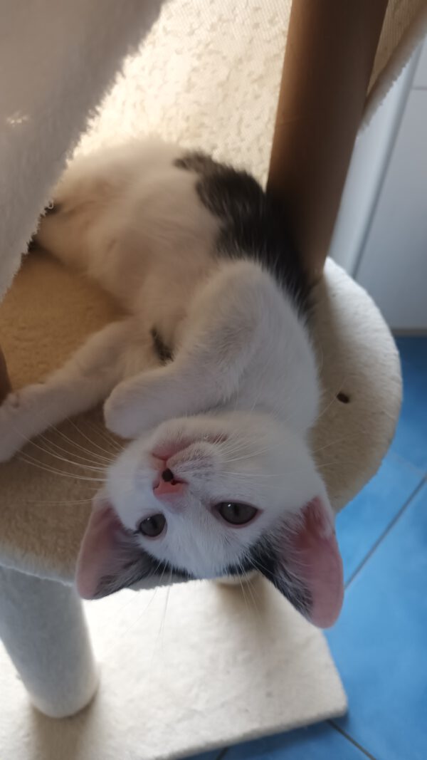 SURIMI, Katze, 06/2025 – Bild 7