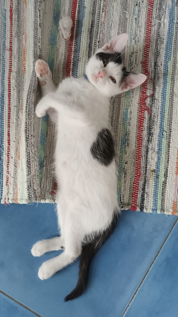 OKAMI, Kater, 06/2025 – Bild 4