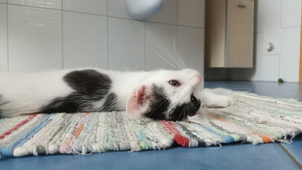 OKAMI, Kater, 06/2025 – Bild 9