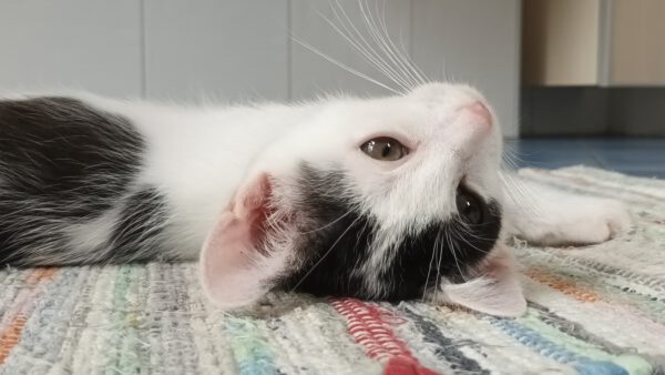 OKAMI, Kater, 06/2025 – Bild 5