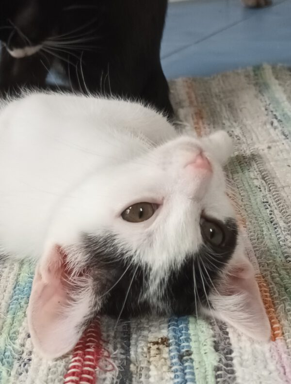 OKAMI, Kater, 06/2025 – Bild 8