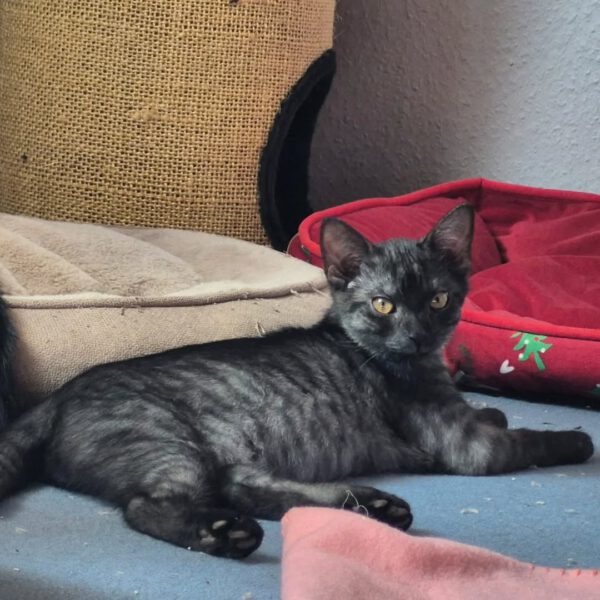 TIANA, Katze, 05/2025 – Bild 2