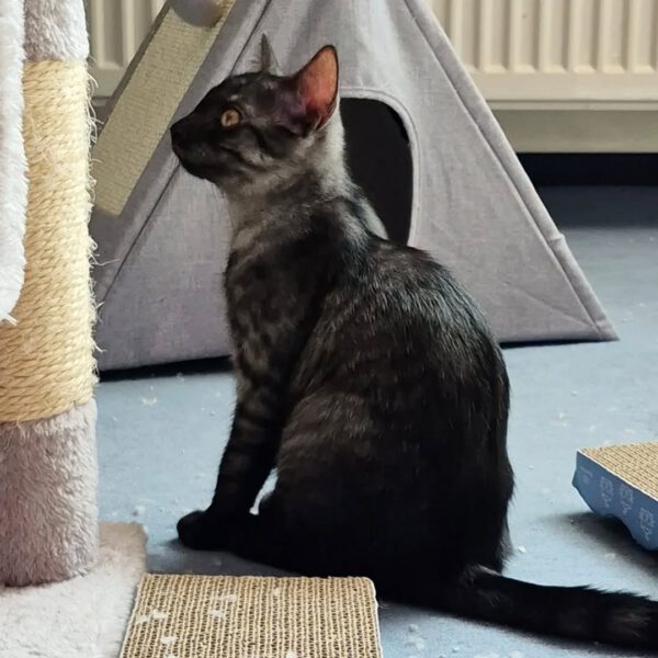 TIANA, Katze, 05/2025 – Bild 4