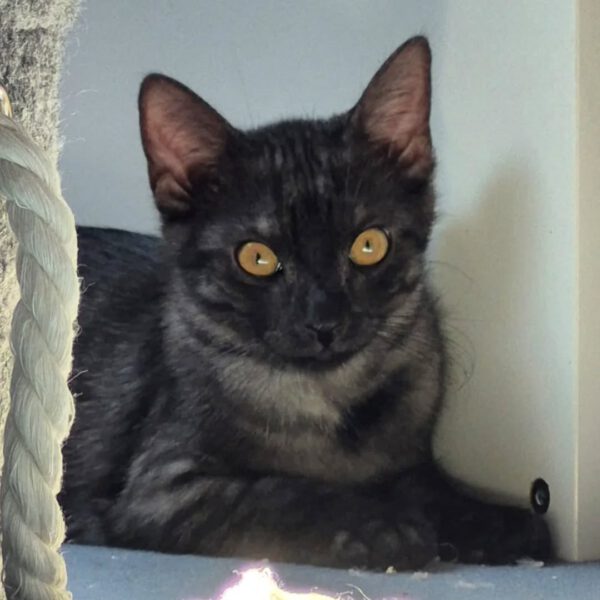 TIANA, Katze, 05/2025